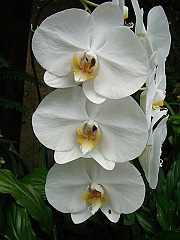 385 Longwood Gardens [2008 August 23]